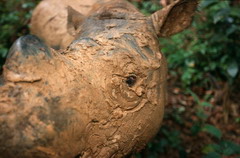 Endangered Sumatran rhino report