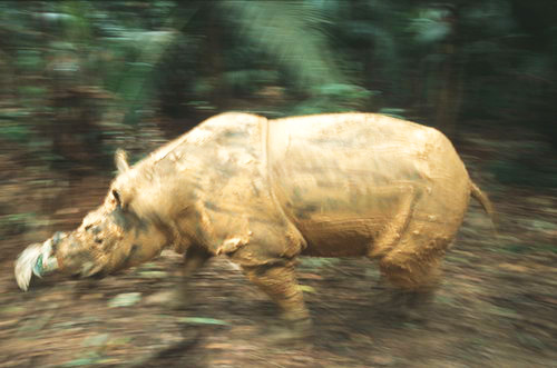 Endangered Sumatran rhino