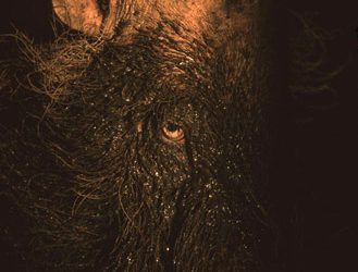 Wildlife photographer of the year 2004