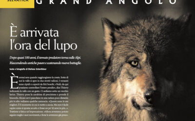 Wolves on National Geographic
