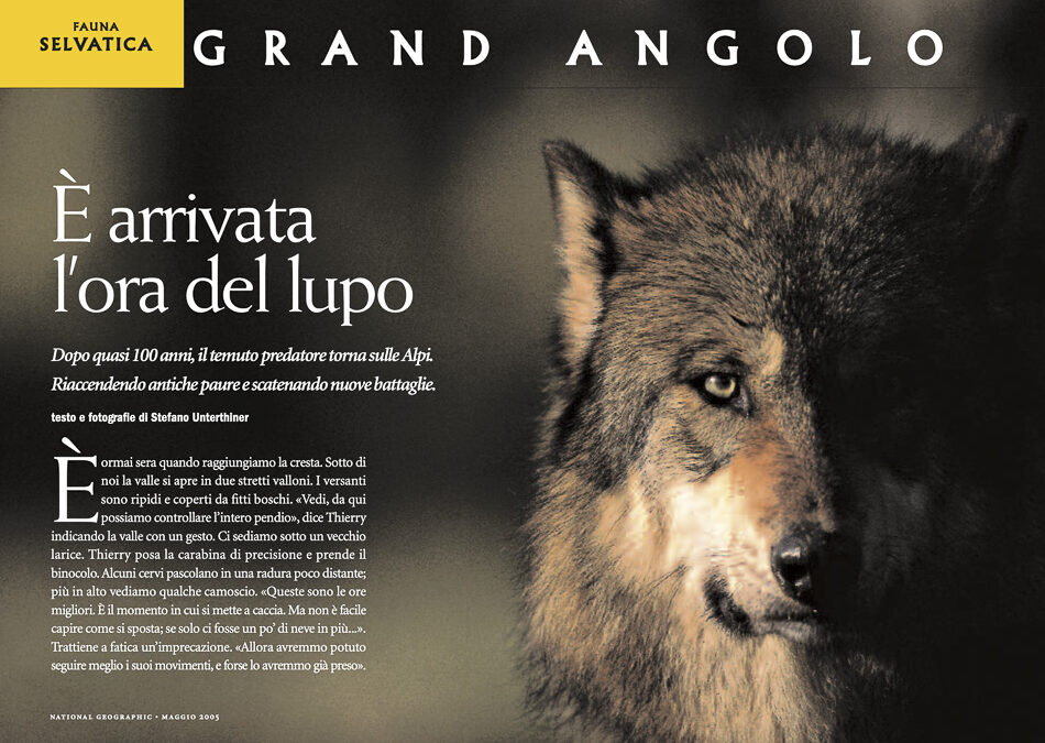 Wolves on National Geographic