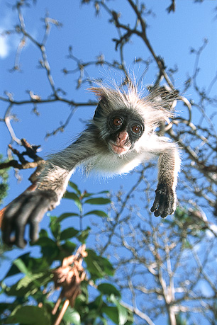 Interview – How to… photograph colobus monkey