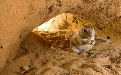 Interview – How to… photograph in burrows