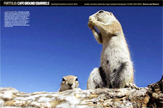 A new portfolio on BBC Wildlife magazine!