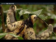 Sloths1_web