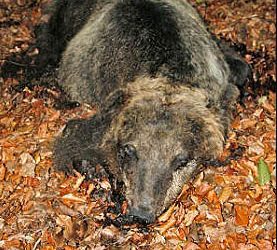 Bears killed in Abruzzo