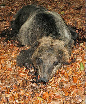 Bears killed in Abruzzo