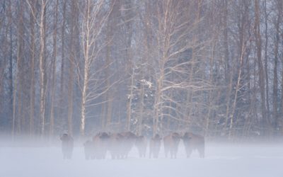 Wild Wonders of Europe: a new mission in Poland