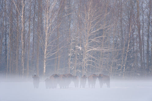 Wild Wonders of Europe: a new mission in Poland