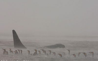 Veolia Wildlife Photographer of the Year