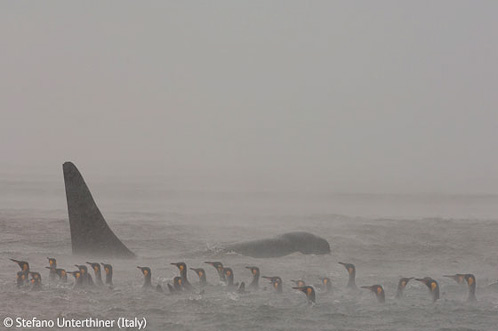 Veolia Wildlife Photographer of the Year