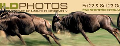 Wildphotos 2010
