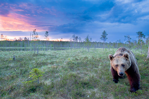 Bears on National Geographic Scandinavia