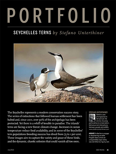 Tern story on BBC Wildlife magazine