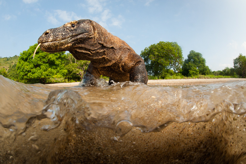 PROOF – Close Encounters With a Komodo