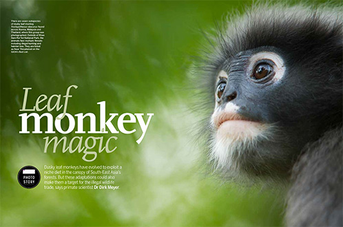 Dusky-leaf monkey - Stefano Unterthiner