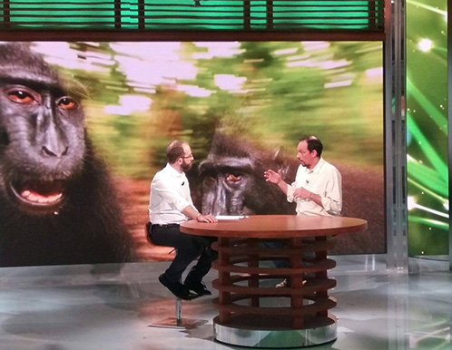 Macaques on TV