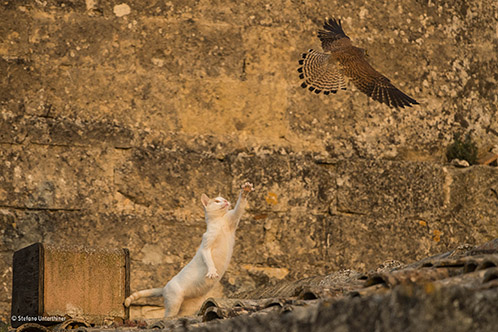 Wildlife Photographer of the Year 2017