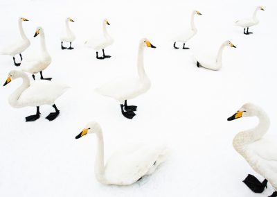 Whooper swan