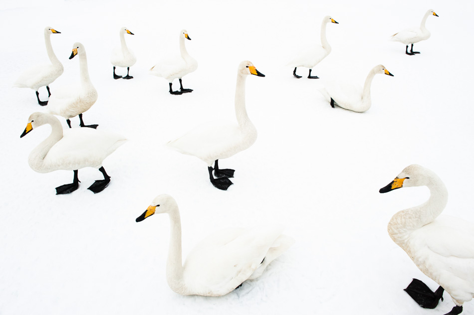 Whooper swan