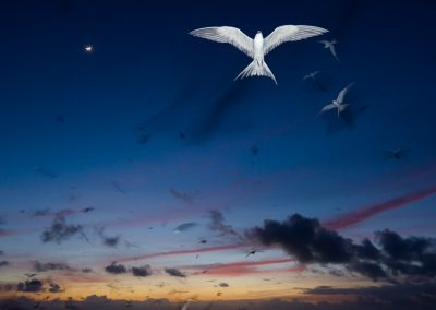 Seychelles terns