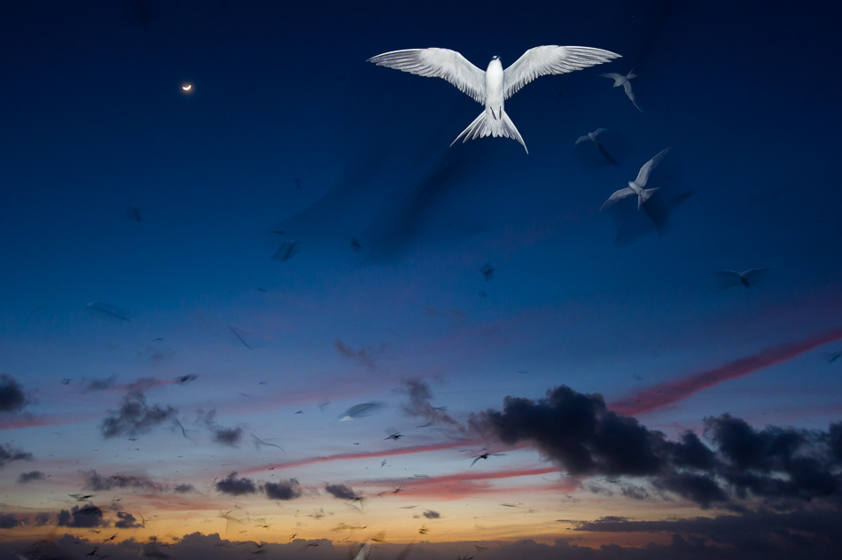 Seychelles terns