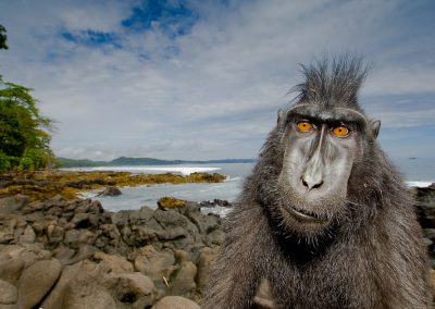 Crested black macaque