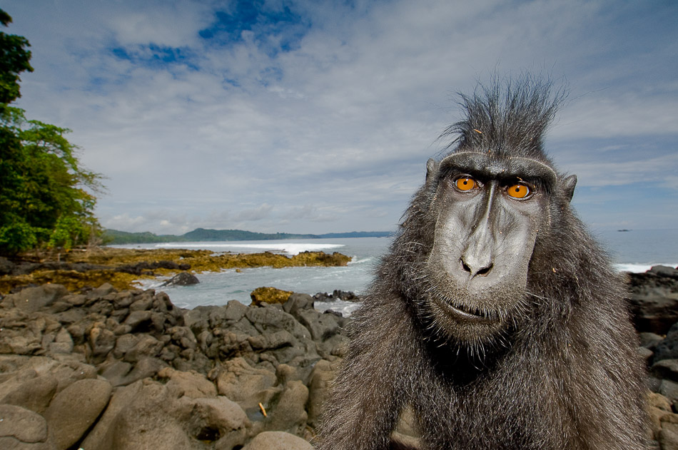 Crested black macaque