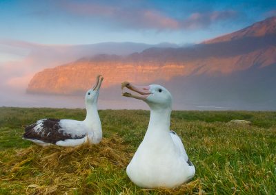 Wandering albatross