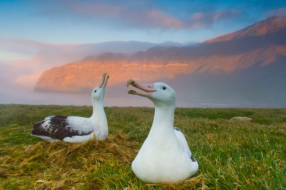 Wandering albatross