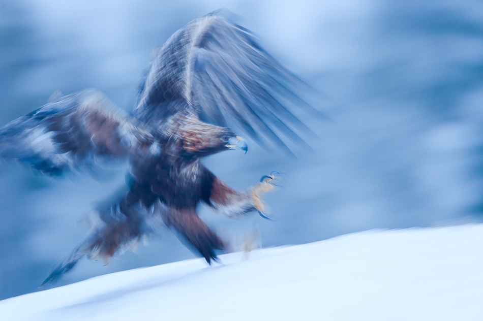 Golden eagle