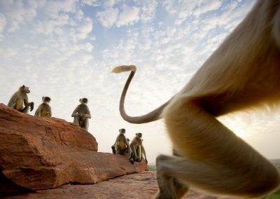 Hanuman langur