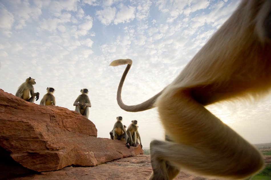 Hanuman langur