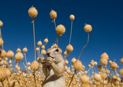 Cape ground squirrel