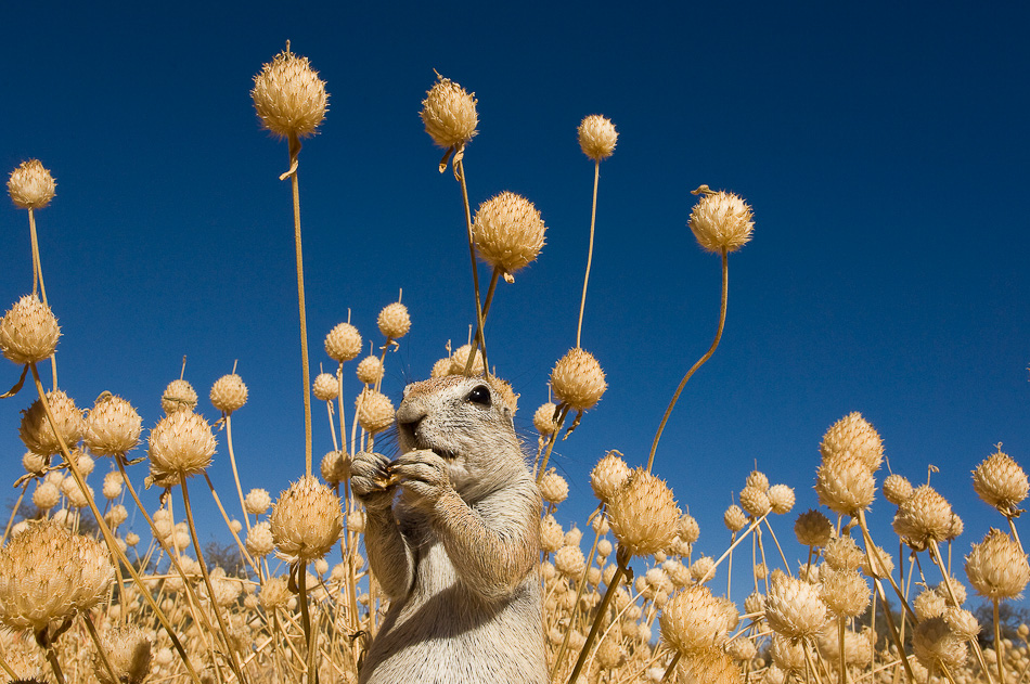 Cape ground squirrel