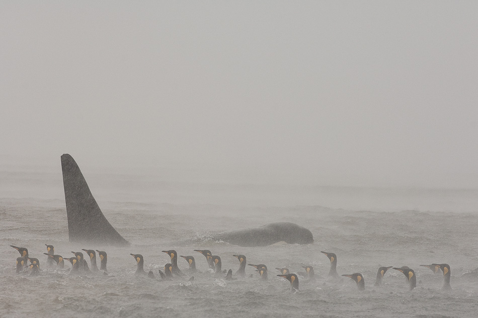 King penguin