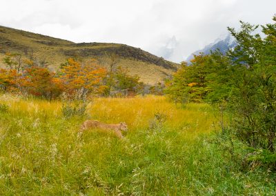 In search of the puma