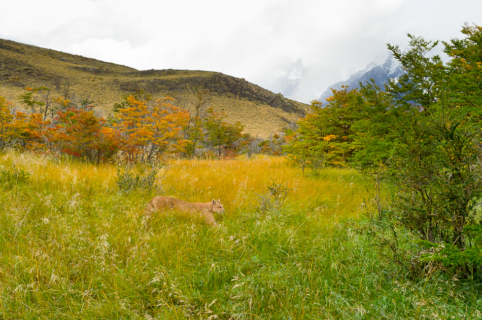 In search of the puma