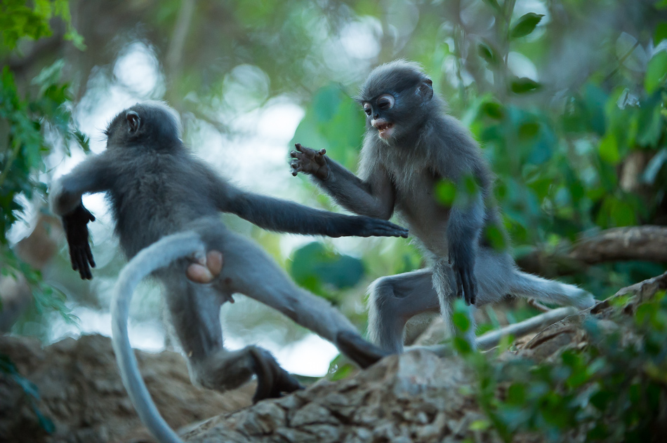 Dusky leaf monkey - Stefano Unterthiner