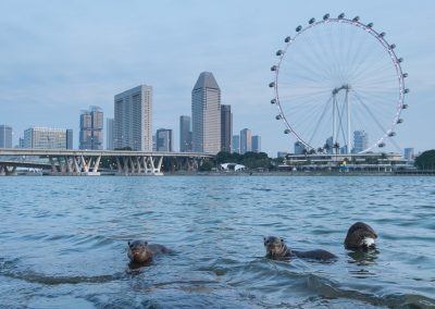 Smooth-coated otter