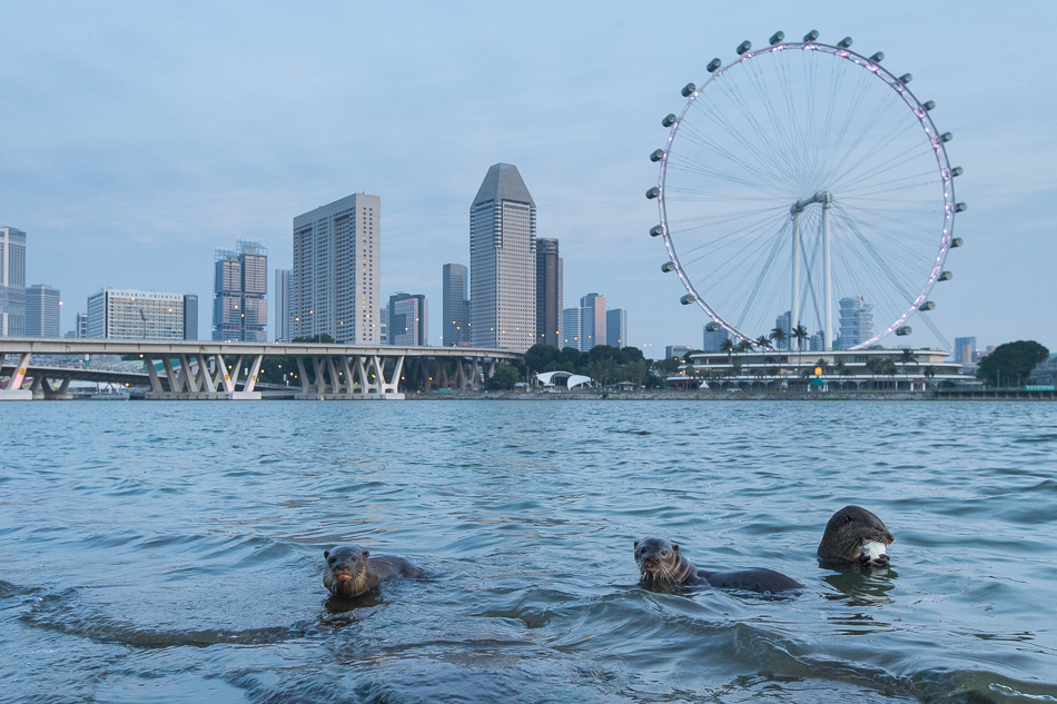 Smooth-coated otter