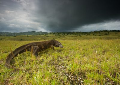 Komodo dragon