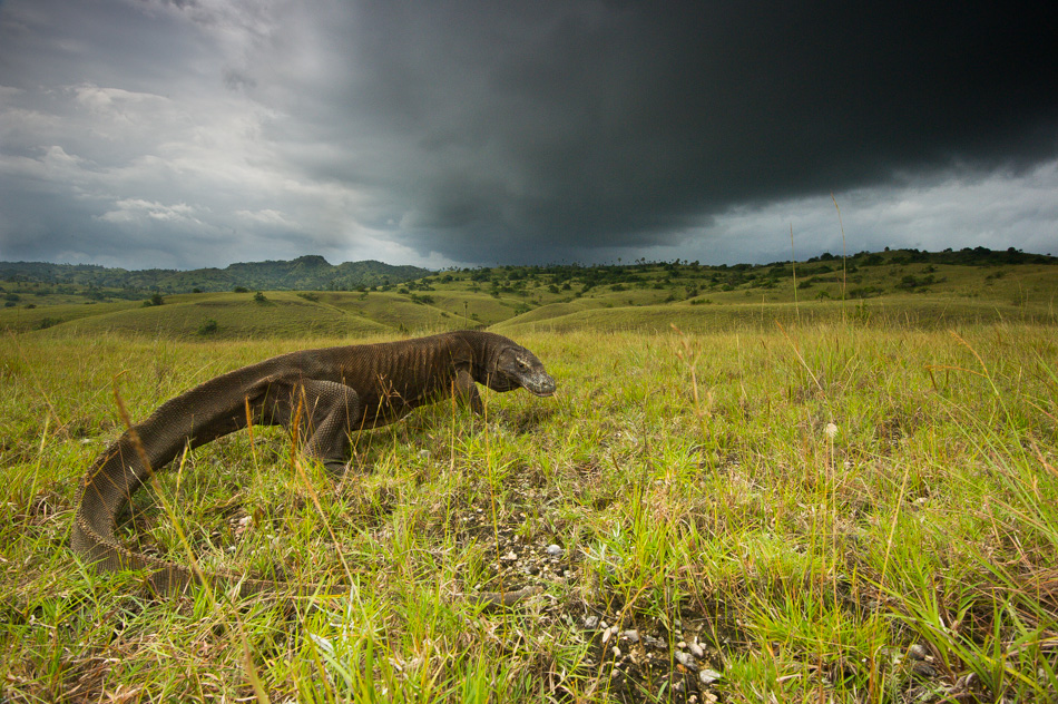 Komodo dragon