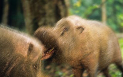 Bearded pig
