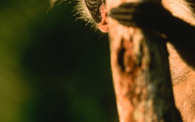 Zanzibar colobus on Airone magazine