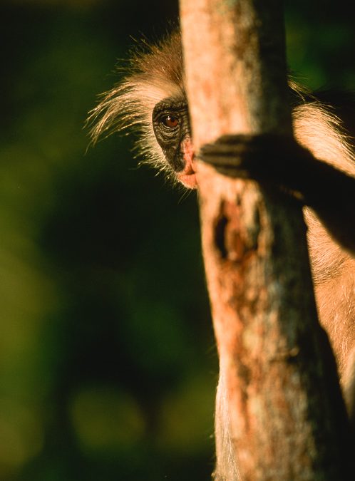 Zanzibar colobus on Airone magazine