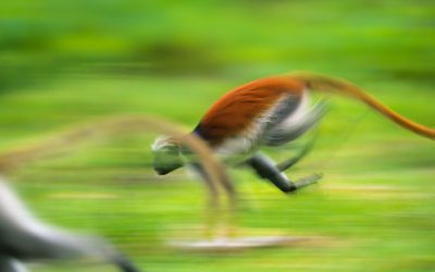 BBC Wildlife portfolio