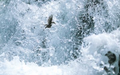 Dipper story on Terre Sauvage
