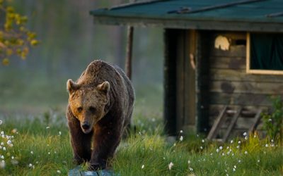 Bear-watching