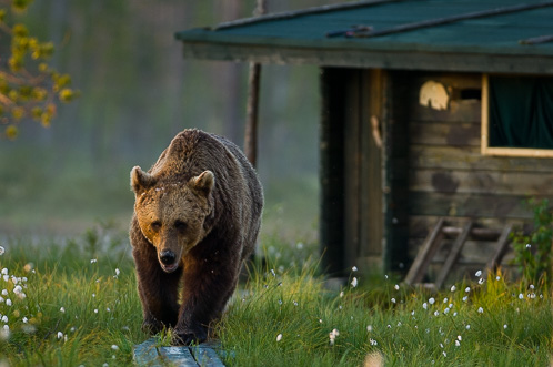 Bear-watching